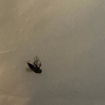 Allia Thermal & SPA 'da Böcek Sorunu