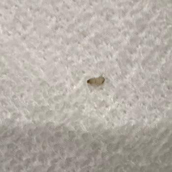 Allia Thermal & SPA 'da Böcek Sorunu