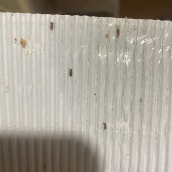 Ülker Probis Böcek Ve Kurt Çıktı