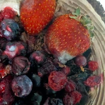 Leziz Extra Pastanesi Bozuk Ürün