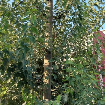 Osmaniye Belediyesi 1,5 2 Aydır İnternet Ve Telefonum Çalışmıyor