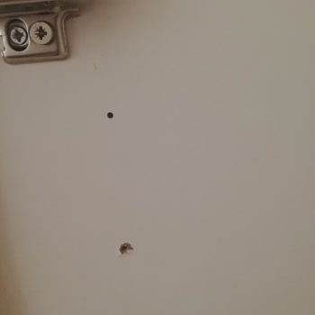 Bellona Markasının Pişmanlığı