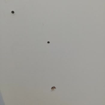 Bellona Markasının Pişmanlığı