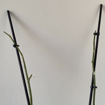 Taze Çiçekten Alınan Orkide Üç Günde Çürümesi Güya Taze Çiçek!