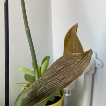 Taze Çiçekten Alınan Orkide Üç Günde Çürümesi Güya Taze Çiçek!