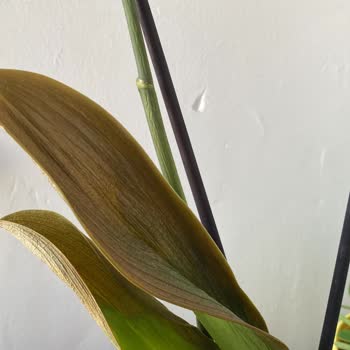 Taze Çiçekten Alınan Orkide Üç Günde Çürümesi Güya Taze Çiçek!