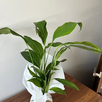 Çiçek Sepeti Siparişimden Farklı Ürün Gönderimi Yaptı