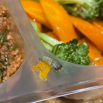 Yediden Restaurant Yemeğimden Kurt Çıktı