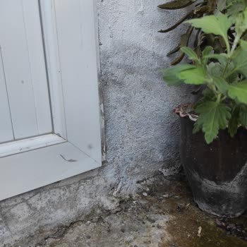 İZSU Ekipleri Günlerdir Su Borusu Patlağını Onarmak İçin Gelmediler!