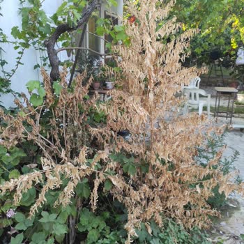 İZSU Ekipleri Günlerdir Su Borusu Patlağını Onarmak İçin Gelmediler!