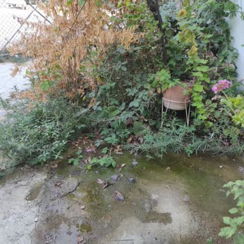 İZSU Ekipleri Günlerdir Su Borusu Patlağını Onarmak İçin Gelmediler!