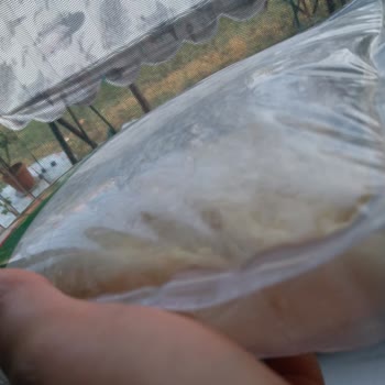 Mısırlı Gıda Örgü Peyniri Kabının Şişmesi