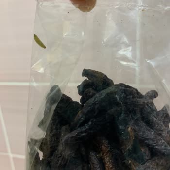 Organigiz.org Karaot Organik Doğal Diye Kurtlu Böcekli Ürün Gönderiyor