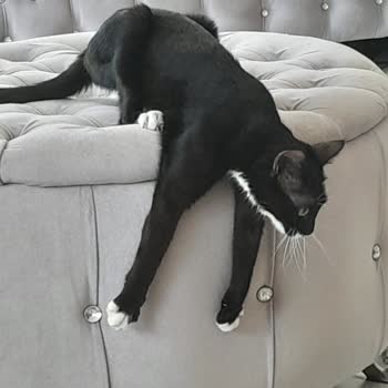 Gaziantep Büyükşehir Belediyesi Kedimi Gaziantep Belediyesi Barınağı Vermiyor