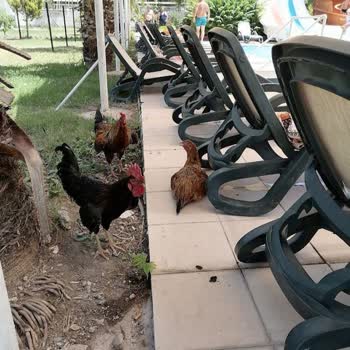 Royal Towers Hotel Kiriş'in Kötü Yönetimi