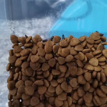 Yemcim Pazarlama Mamanın İçinde Fare Pisliği Çıkması