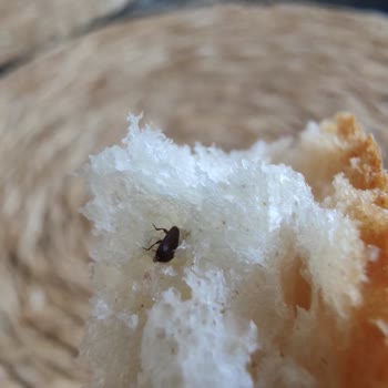 BİM Böcekli Küflü Ekmek!