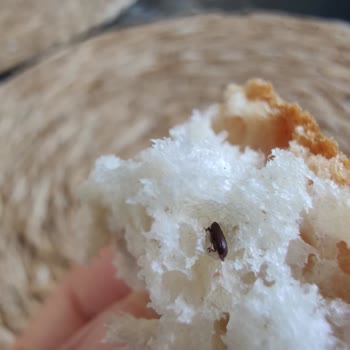 BİM Böcekli Küflü Ekmek!