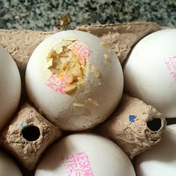 A101 Bozuk Yumurta Gönderip Para İadesi Yapmıyor