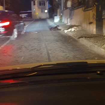 Beykoz Belediyesi Beykoz Dereseki'nde Saldırgan Köpek Sorunu