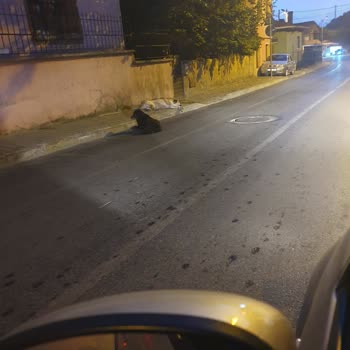 Beykoz Belediyesi Beykoz Dereseki'nde Saldırgan Köpek Sorunu