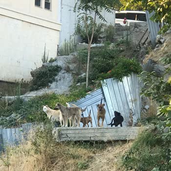 İBB - İstanbul Büyükşehir Belediyesi Sütlüce Mahallesi'nde Başıboş Köpeklerin Saldırıları