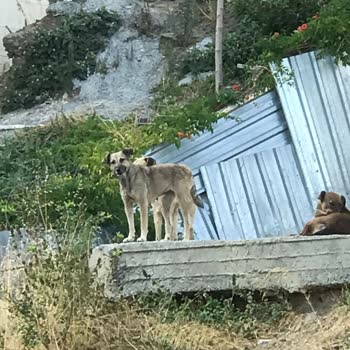 İBB - İstanbul Büyükşehir Belediyesi Sütlüce Mahallesi'nde Başıboş Köpeklerin Saldırıları
