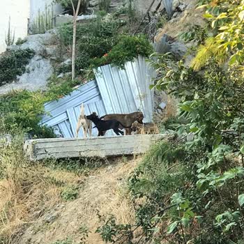 İBB - İstanbul Büyükşehir Belediyesi Sütlüce Mahallesi'nde Başıboş Köpeklerin Saldırıları