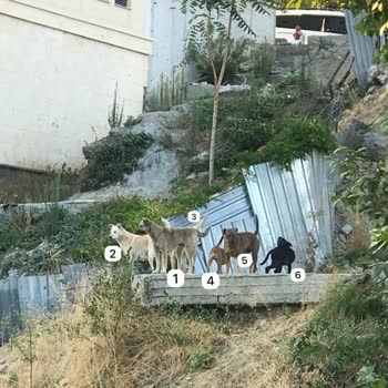 İBB - İstanbul Büyükşehir Belediyesi Sütlüce Mahallesi'nde Başıboş Köpeklerin Saldırıları