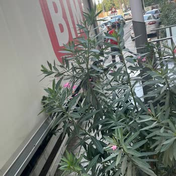 BİM Sevkiyat Kamyonu Park Sorunu