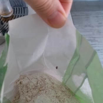 Söke Un Söke Tam Buğday Unu İçinden Böcek Çıktı