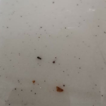 Filiz Makarna Filiz Marka Makarnalar Böceklendi