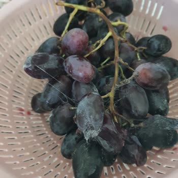 Migros Üzüm Çürük Geldi