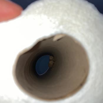 Solo Rulosunda Böcek Larvası