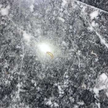 Solo Rulosunda Böcek Larvası