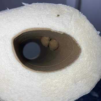 Solo Rulosunda Böcek Larvası