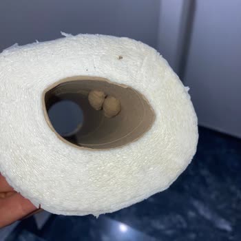 Solo Rulosunda Böcek Larvası