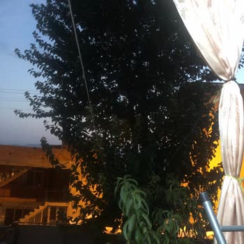 Buca Belediyesi Bahçedeki Dur Ağacını Kestiremedik Sinekten Böcekten Oturamaz Olduk