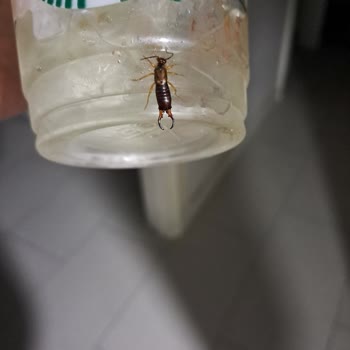 Yemeksepeti Starbucks Cool Lime Kabında Canlı Böcek
