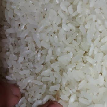 Tarım Kredi Kooperatif Market Pirinç İn Kurtlanma Yapması