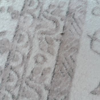 Ali Baba Halı Yıkama Hizmetinden Memnuniyetsizlik!