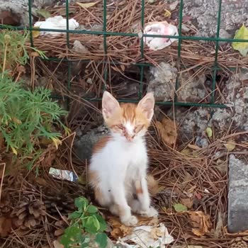 Pendik Belediyesi Kavakpınar Mah. Yavru Kediler