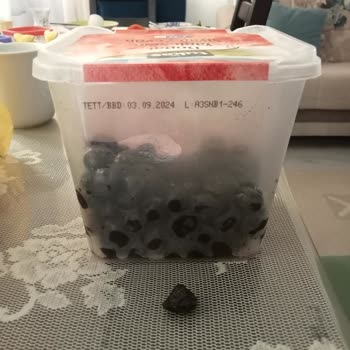 Tukaş Zeytinden Büyük Bir Taş Çıktı