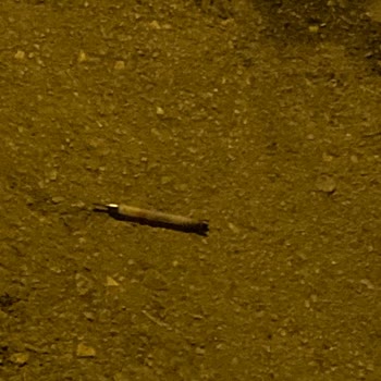 Tokat Zile Belediyesi Köpeklerin Belediye Tarafından Uyutulması