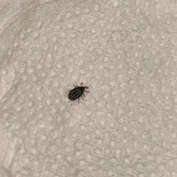 Avcılar Belediyesi Firuzköy Mahallesi'nde Pire Ve Kene Problemi