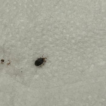 Avcılar Belediyesi Firuzköy Mahallesi'nde Pire Ve Kene Problemi