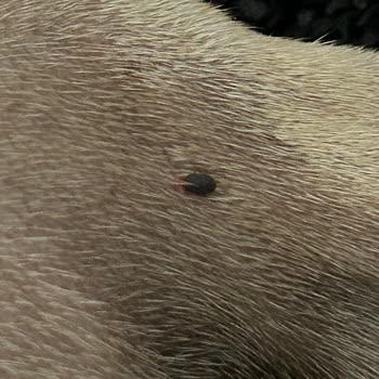 Avcılar Belediyesi Firuzköy Mahallesi'nde Pire Ve Kene Problemi