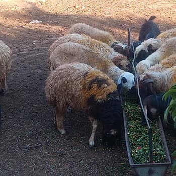 Çevre, Şehircilik Ve İklim Değişikliği Bakanlığı Mahallede Hayvan Beslemek