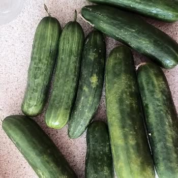 Şok Marketler Cepte Şokta Sebzelerin Kalitesizliği