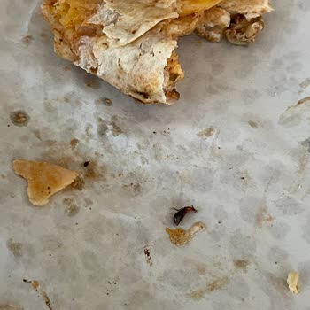 Katık Döner 'den Böcek Çıktı